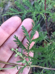 Artemisia gmelinii