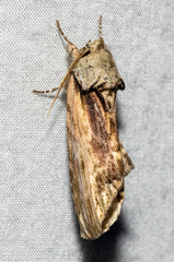 Oedemasia