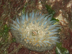 Bunodosoma zamponii