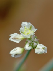 Eriogonum tenellum