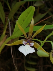 Prosthechea pastoris