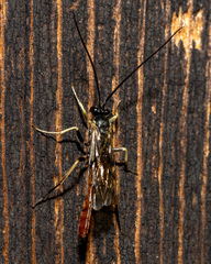 Dolichomitus irritator