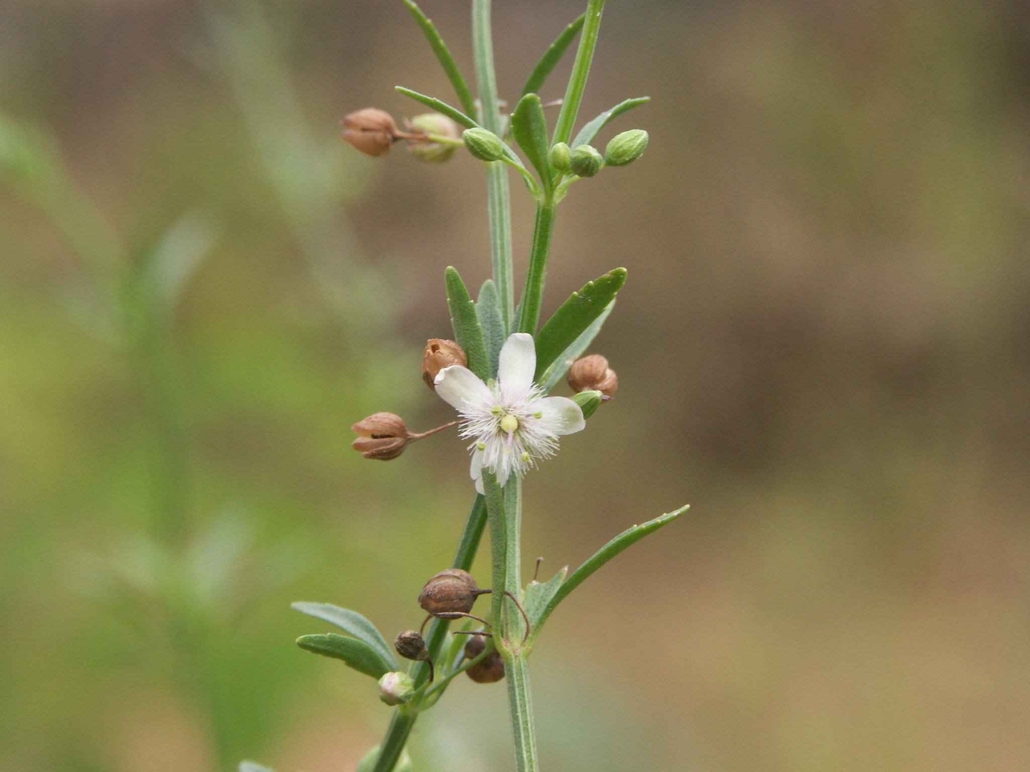 Scoparia dulcis