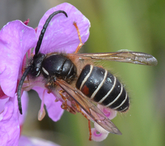 Dolichovespula albida