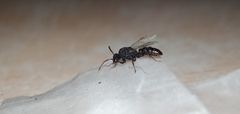 Mystrium