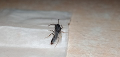 Mystrium