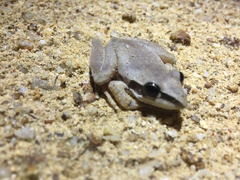 Litoria latopalmata
