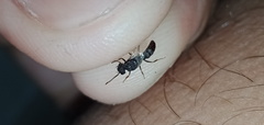 Mystrium