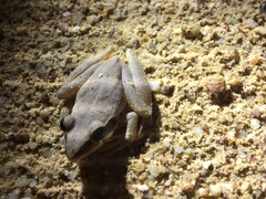 Litoria latopalmata