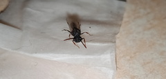 Mystrium