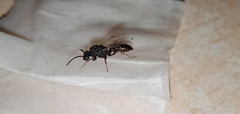 Mystrium