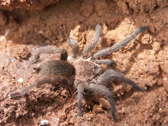 Dolichothele exilis