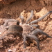 Exilis Bronze Tarantula - Photo (c) Macelo Costa, some rights reserved (CC BY), uploaded by Macelo Costa