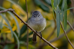 Serpophaga griseicapilla