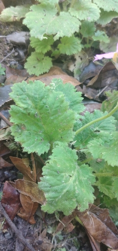 Image of Primula malacoides by no rights reserved