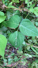 Amphicarpaea bracteata bracteata