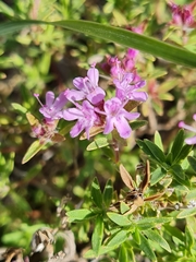 Thymus minussinensis