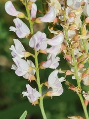 Astragalus melilotoides
