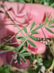 Astragalus melilotoides