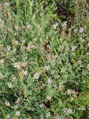 Astragalus melilotoides
