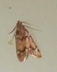 Aglossa disciferalis