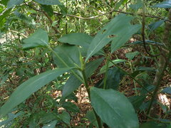 Lasianthus chinensis
