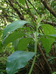 Lasianthus chinensis