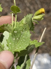 Erythranthe corallina