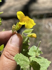 Erythranthe corallina