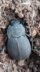 Tenebrionidae