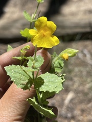 Erythranthe corallina