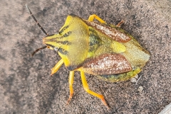 Carpocoris coreanus