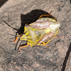 Carpocoris coreanus