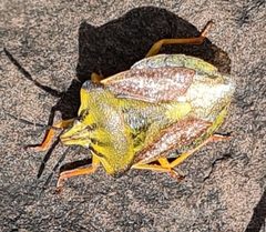 Carpocoris coreanus
