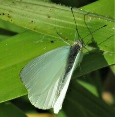 Dixeia charina