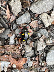 Eumorphus quadriguttatus