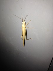 Euconocephalus varius