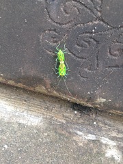 Urolabida