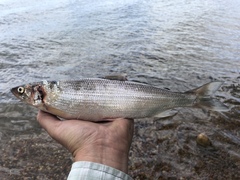 Coregonus artedi