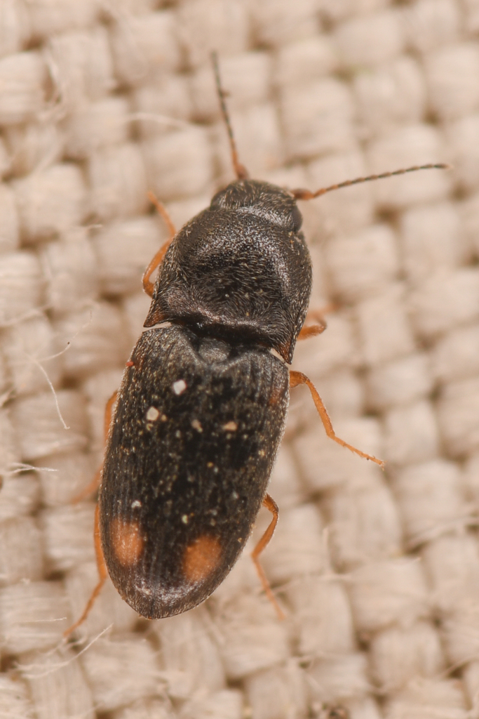 Zorochros caurinus