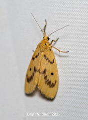 Miltochrista undulata