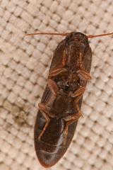 Agriotes opaculus