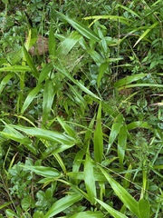 Dichanthelium polyanthes