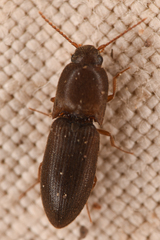 Agriotes opaculus