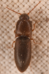 Agriotes opaculus