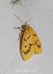 Miltochrista undulata