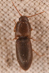 Agriotes opaculus