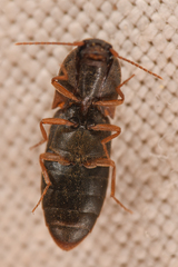 Agriotes opaculus