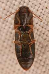 Agriotes opaculus