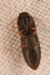 Agriotes opaculus